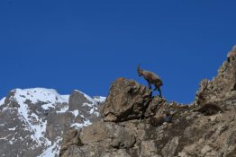Photo de bouquetin