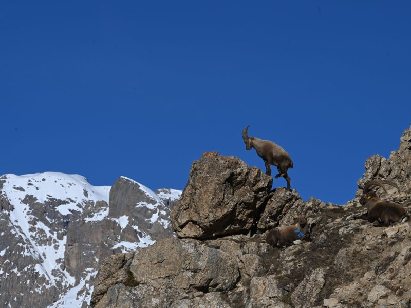 Photo de bouquetin